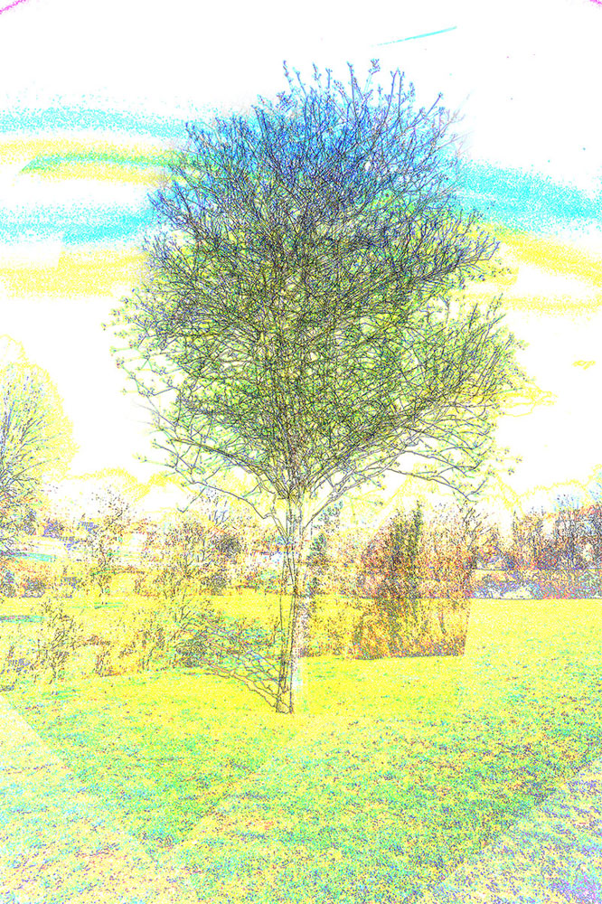 Preview baum2.jpg