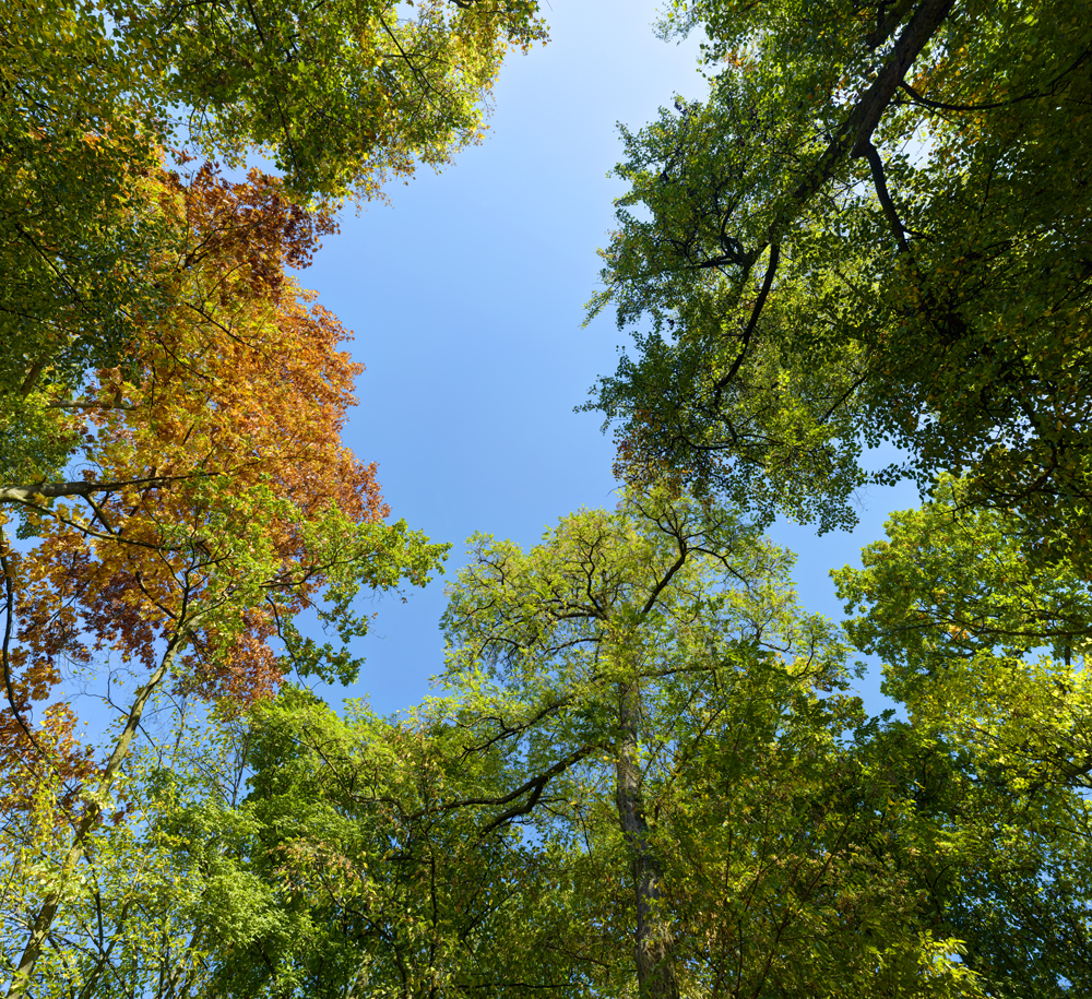 Preview herbstbaumkronen_001_H.jpg