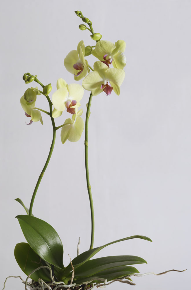 Preview orchidee.jpg
