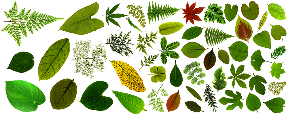 Preview Blaetter_01_Q.jpg