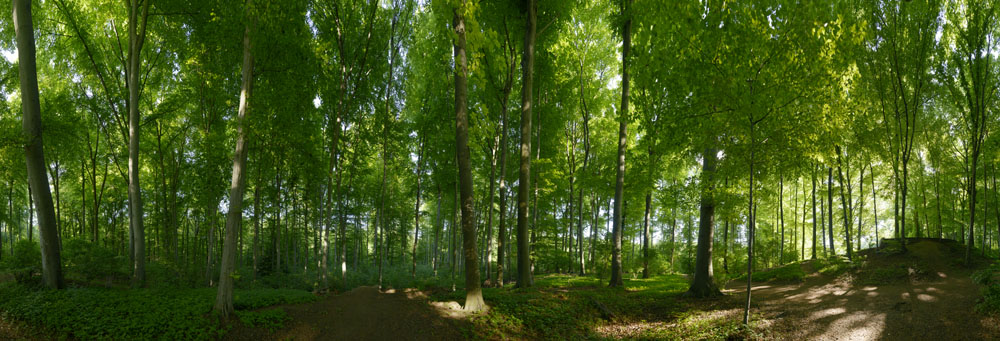 Preview wald_pano_360.jpg
